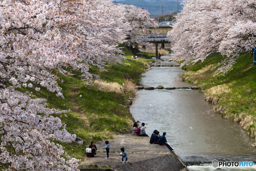 藤田川の桜