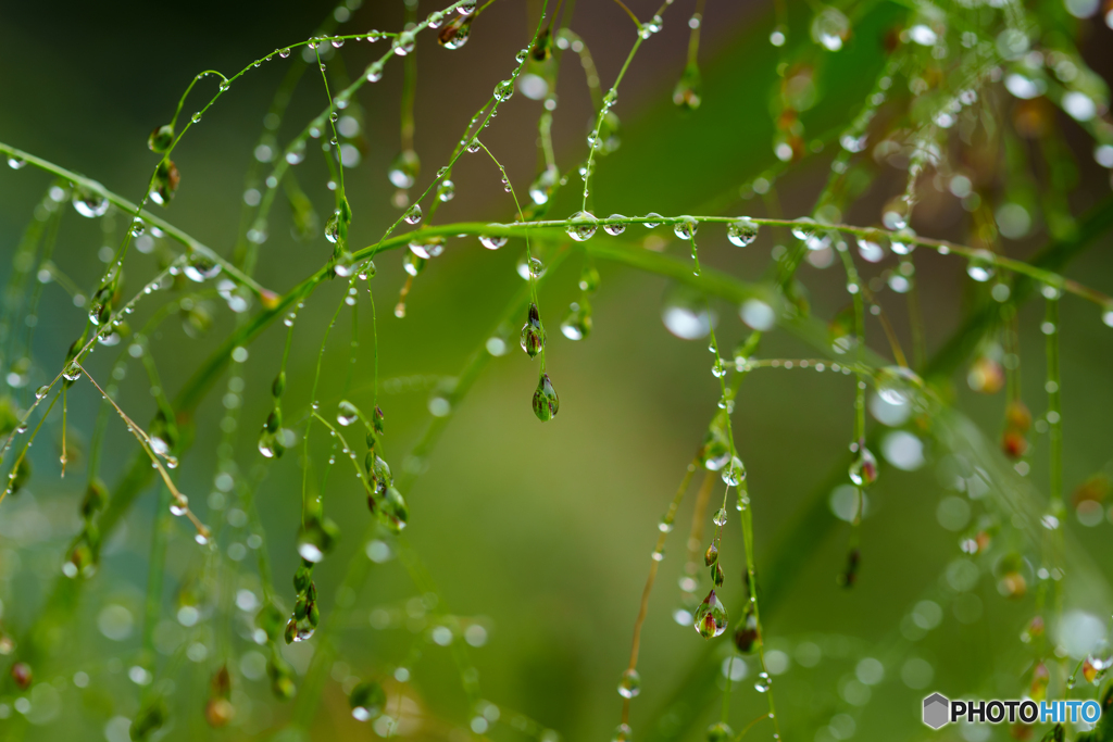 Autumn rain 1