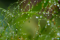 Autumn rain 1