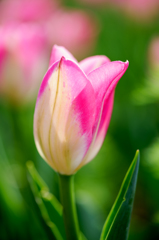 Tulip 1