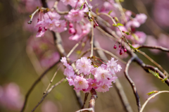 枝垂桜(八重)