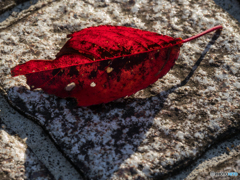 A fallen leaf