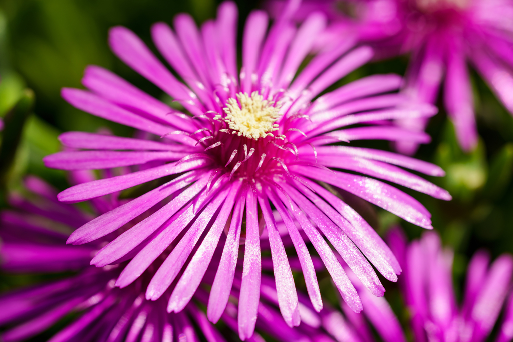 Metallic flower