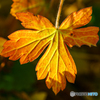 草紅葉