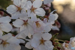 The cherry blossoms 2