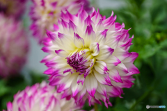Dahlia 1