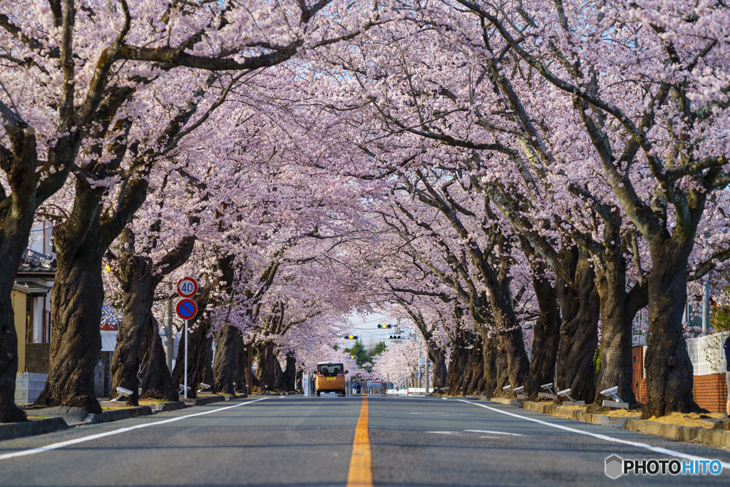 桜並木