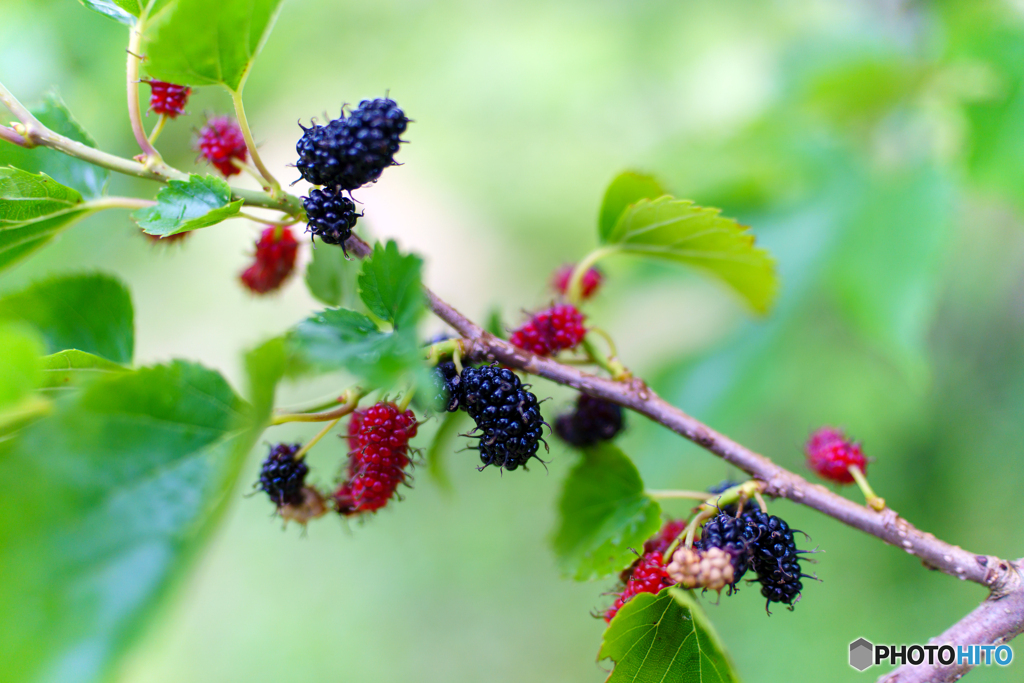 Mulberry