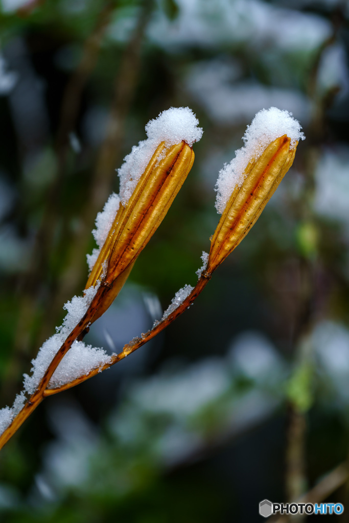 雪帽子