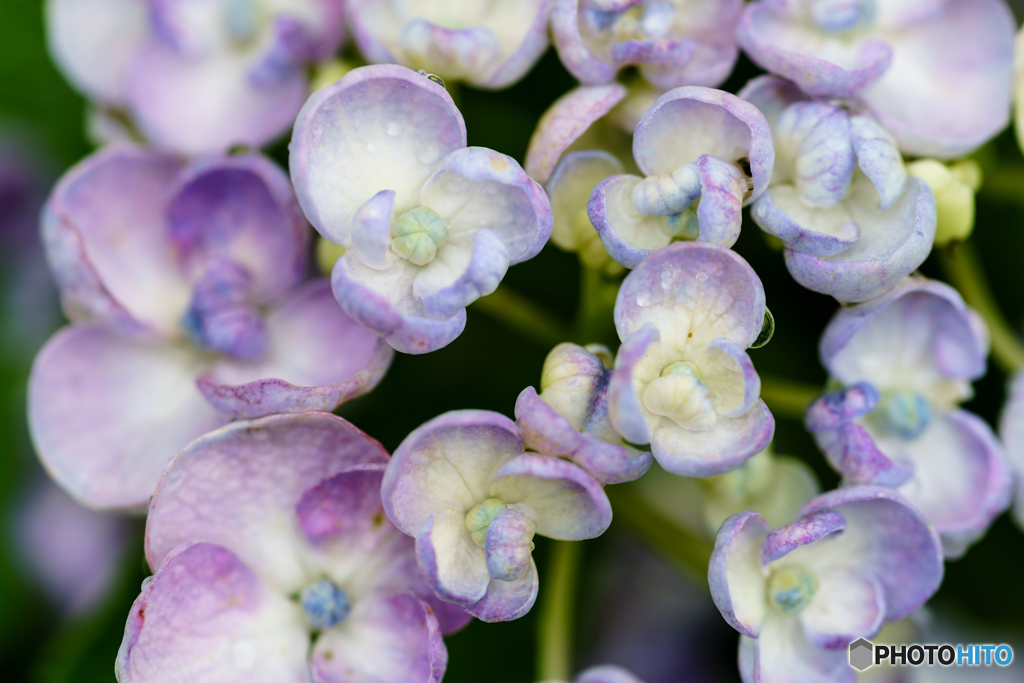 紫陽花 1