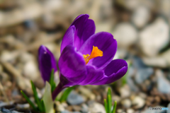 Early Spring 1