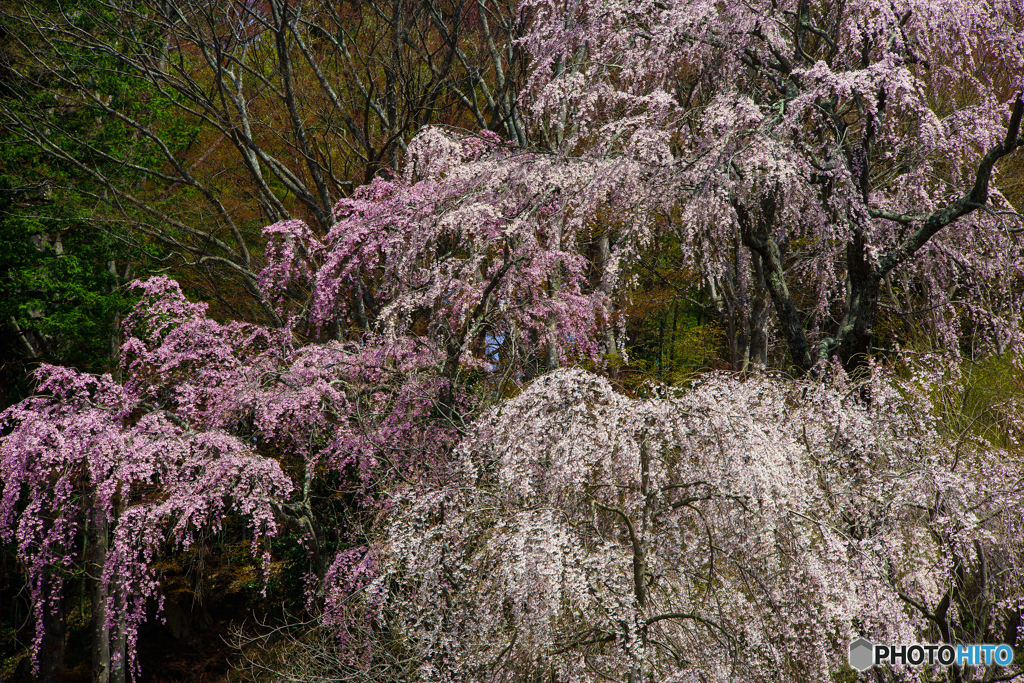 枝垂桜