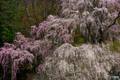 枝垂桜