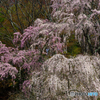 枝垂桜