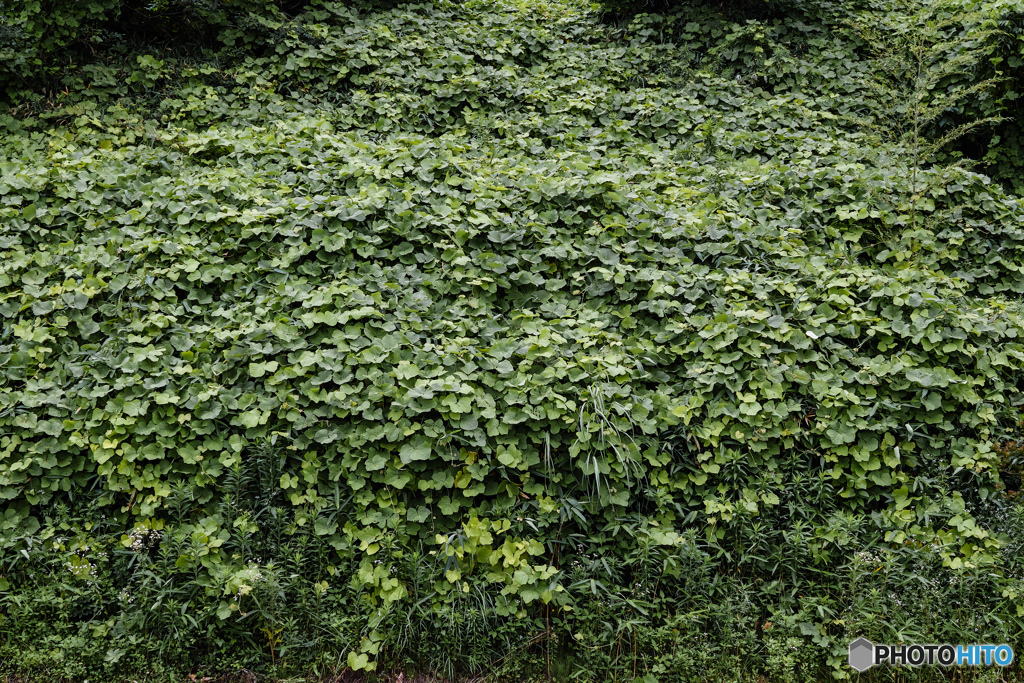 繁茂