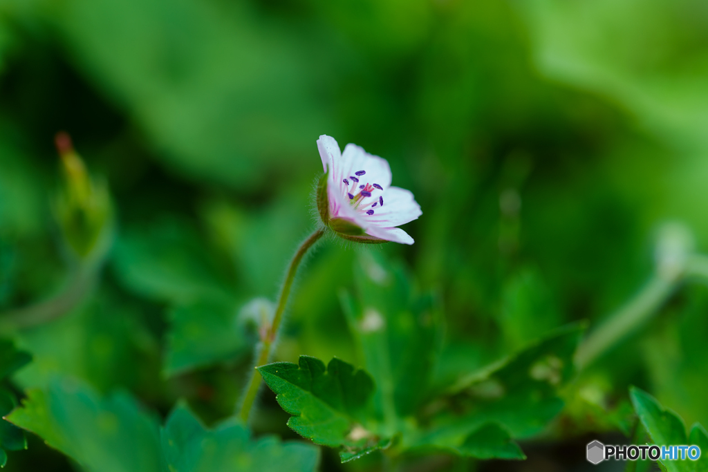 小さな花