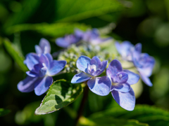 紫陽花 1