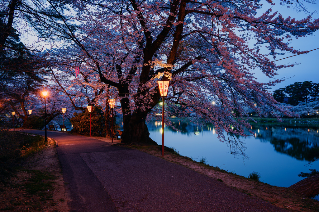 夜桜 1