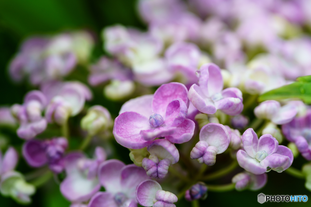 紫陽花 2