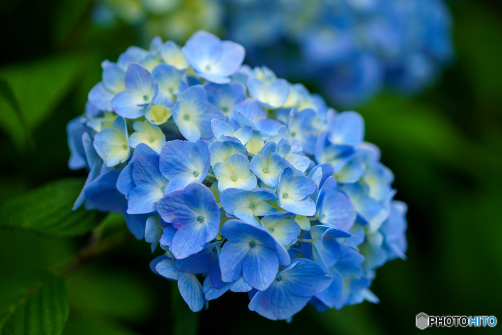 アジサイ 1 by ピンちゃん （ID：13578917） - 写真共有サイト:PHOTOHITO