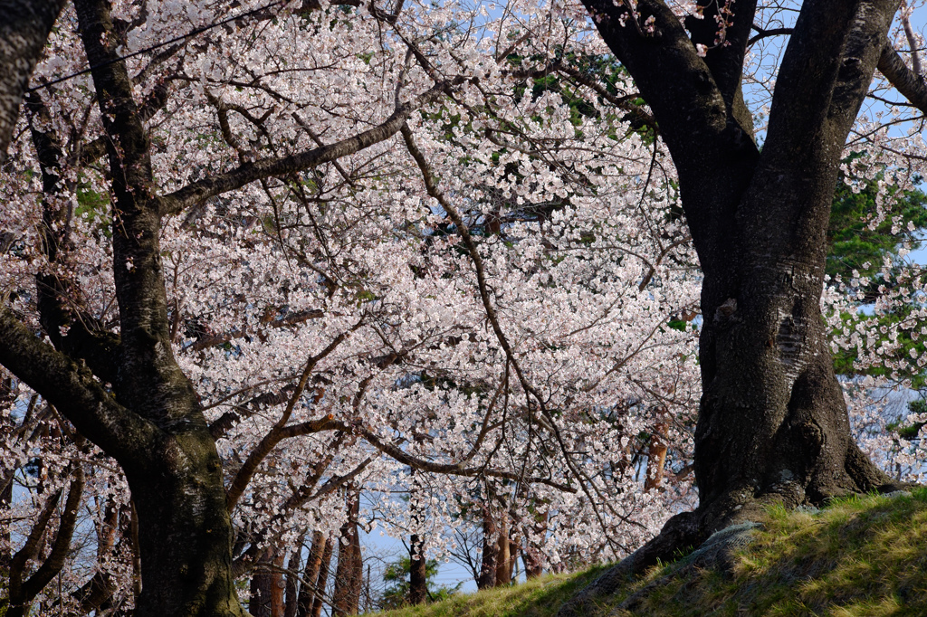 公園のさくら 2
