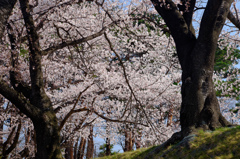 公園のさくら 2