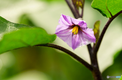 茄子の花