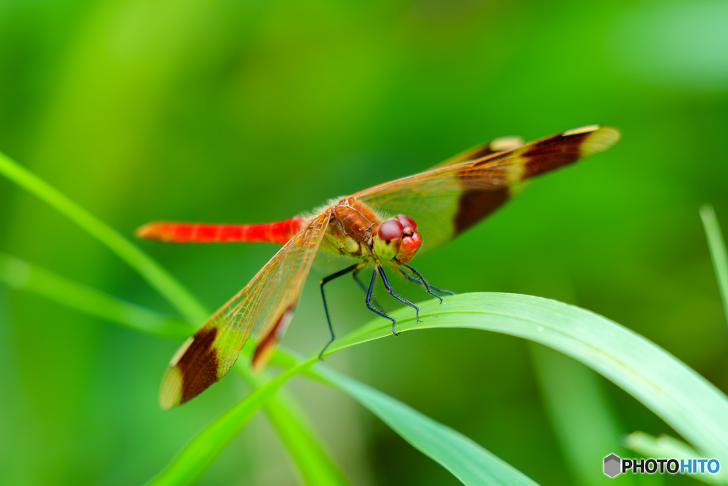 Dragonfly