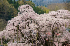 滝桜満開 3