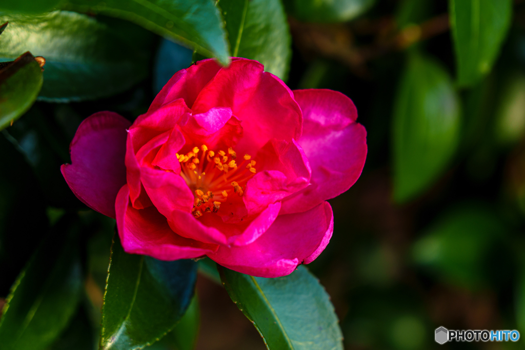 山茶花