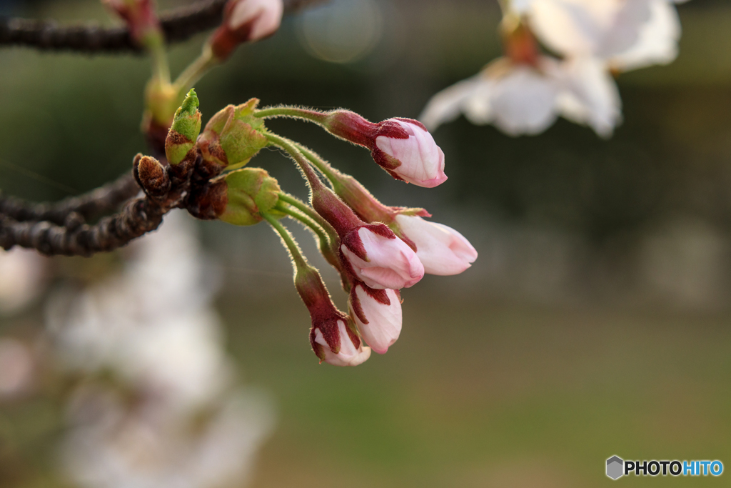 The cherry flower buds