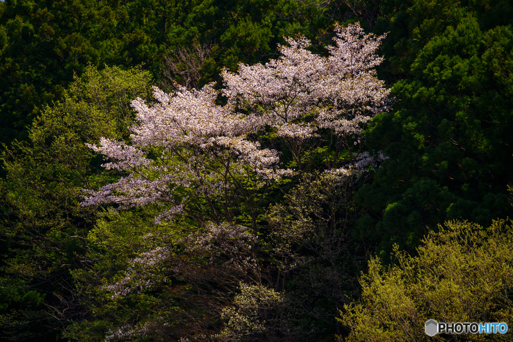 垣間見る山桜 2