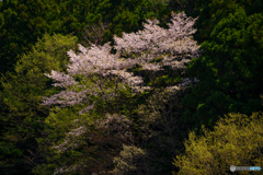 垣間見る山桜 2