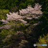 垣間見る山桜 2