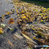 The end of Autumn