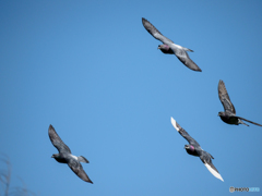 鳩