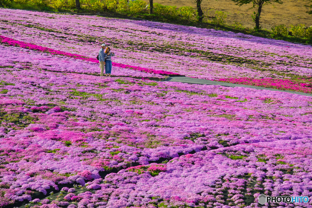 芝桜 2