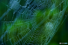 Web