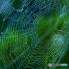 Web
