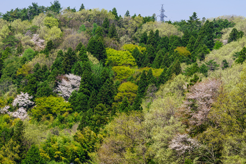 里山 -春ｰ