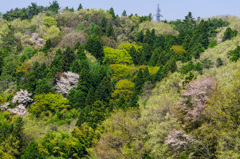 里山 -春ｰ