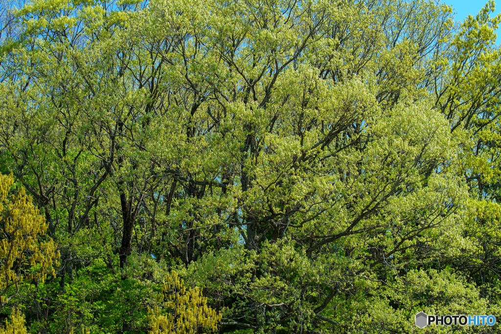 Fresh green