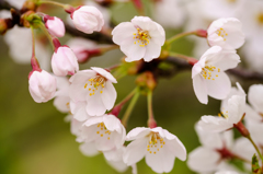 桜 2
