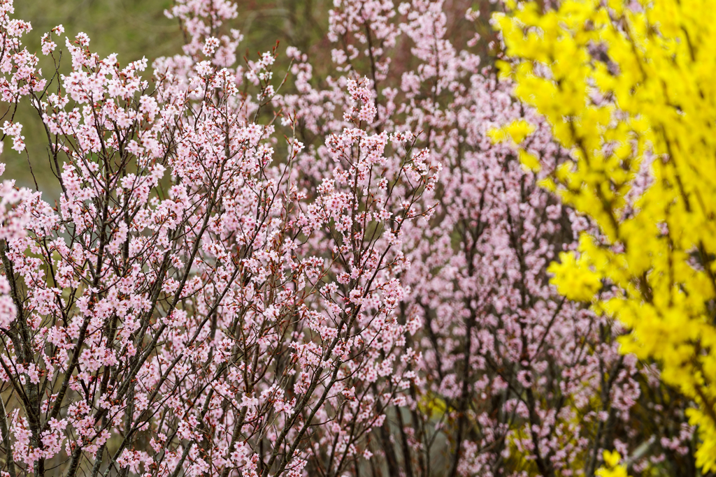 桜満開