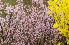 桜満開