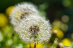 Dandelion