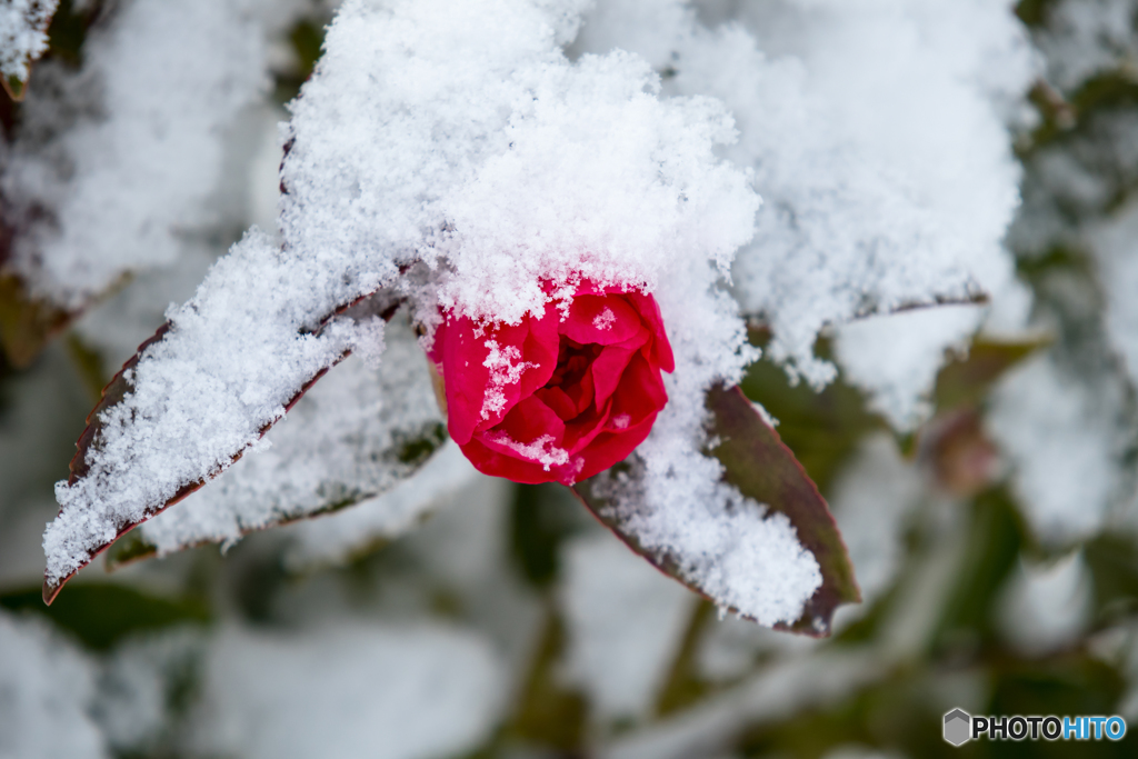 After snowfall 3