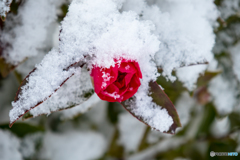 After snowfall 3