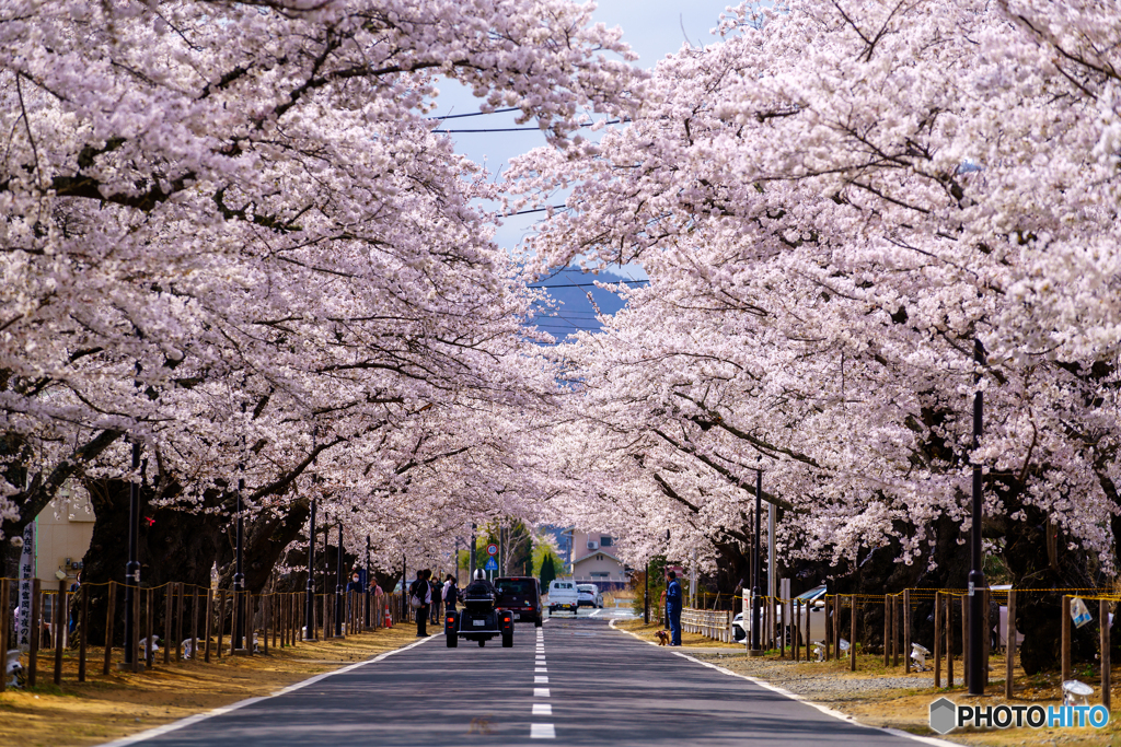 夜ノ森 桜のトンネル 2