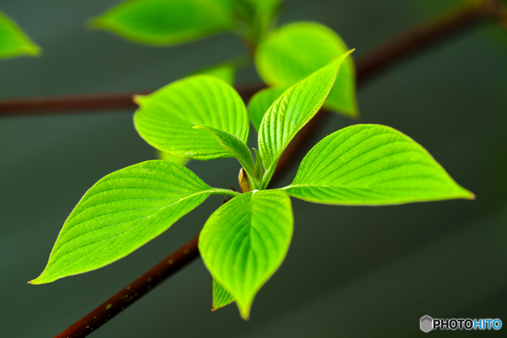 Leaves